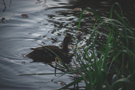 wild duck in pond swimming in early morning, calm water, no wind, reflection of birds and river reedsの写真素材
