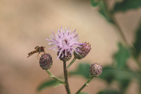 Bee collects nectar from purple wildflower on green background. beautiful delicate pink forest flower close-up. insect, macro nature. bokeh. Centaurea jacea flower.の写真素材