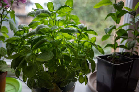 Fresh green basil leaves as a background, top view. Basil herb macro. Basil leavesの写真素材