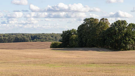 A beautiful summer landscape with a wild field in the foreground and a pine forest in the background. Beautiful clouds. Natural landscape. Environmental conceptの写真素材