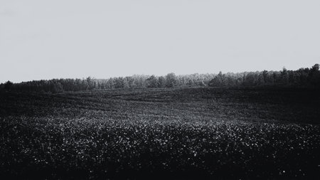 abstract rural landscape with farmland and forest during summer in Latvia, black and whiteの写真素材