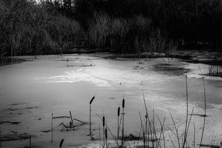 black and white monochrome version of spring landscape with pod with melting ice, some reeds and bulrush, overfown bushes in floods in Latviaの写真素材