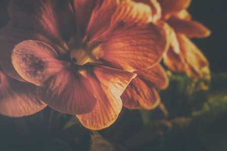 Isolated illuminated pink flower blossoms , black background, copy space for text - primrose, primula acaulisの写真素材