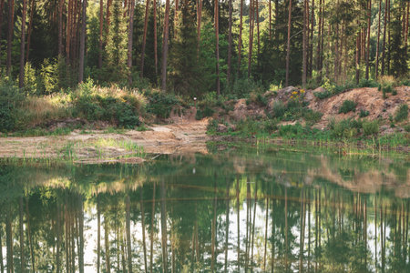 reflection of pine tree forest, sandy pond shore with grass in shallow gravel quarrie water. Evening light in summer. Green calm mirror waterの写真素材