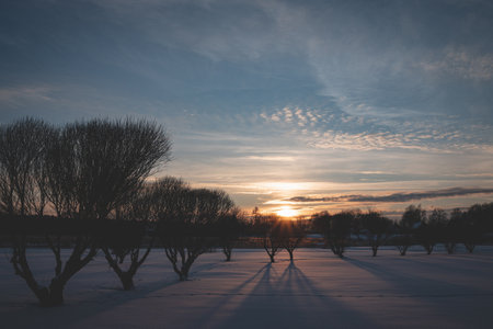 scenic winter landscape with sunset trough some trees comingの写真素材
