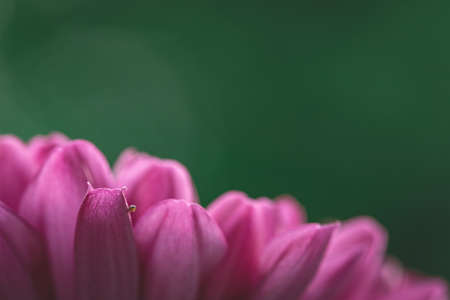 Chrysanthemum flower as a background close up. Purple Chrysanthemum in autumn. Chrysanthemum wallpaper. Floral background. Selective focusの写真素材