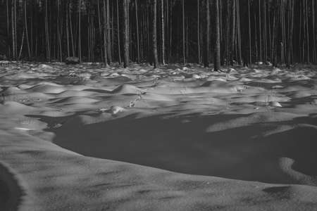 animal traces or footprints on snow covered ground in forest, tree trunks under snow makes the cover look like hills or mountains, cold winter evening sunset light , minimalist landscape of Latviaの写真素材