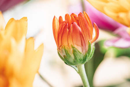 colourful bright background of chrysanthemum buds and flowers