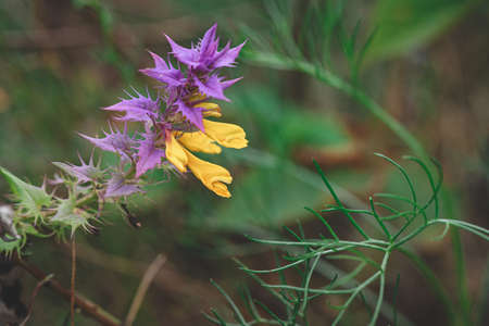 purple plant with yellow flowers in forest meadow. Grows in sand. Melampyrum nemorosum or natt och dagの写真素材