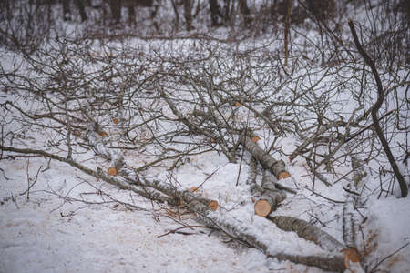 Cleaning the forest from dry branches and trees. Forest hygiene. Logging. Sawn trunks and twigs of old trees laying on the snowの写真素材