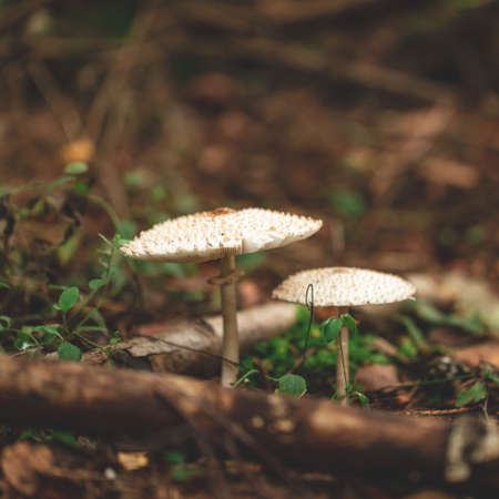 Leucoagaricus nympharum in forest