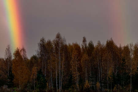 two rainbows over the golden orange yellow birch forest in Latvia. Autumn evening sunset lightの写真素材