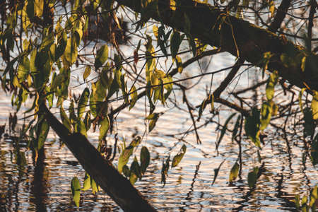 willow branches with leaves over wavy river water, morning sunrise lightの写真素材