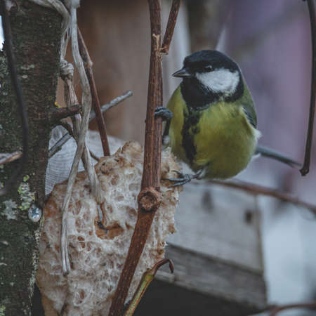 great tit and piece of bacon for his foodの写真素材