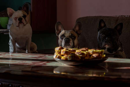 plate with muffins on table. Three french bulldogs look at muffinsの写真素材