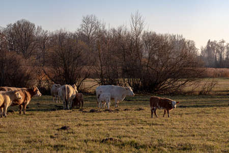 cattle in Latvian meadow in October evening sunsetの写真素材