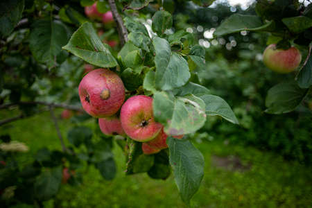Apple tree with ripe apple fruit. Ripe apples growing on apple tree branch. Apple on tree after...