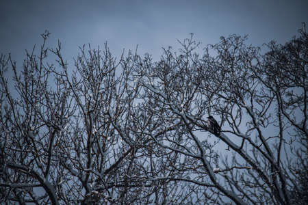 lonely hooded crow Corvus cornix siting on huge maple tree branch in cold winter morningの写真素材