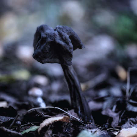 A Black Elfin Saddle Mushroom (Helvella vespertina) in the forestの写真素材