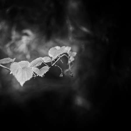 small piece or detail or fragment of nature on black natural background. Branch of plant in black and white. Monochrome gloomy athmosphereの写真素材