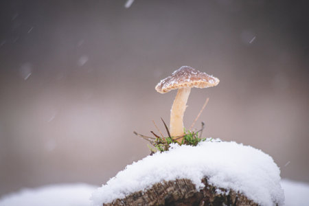 mushroom in snow during snowfall, bright gray backgroundの写真素材