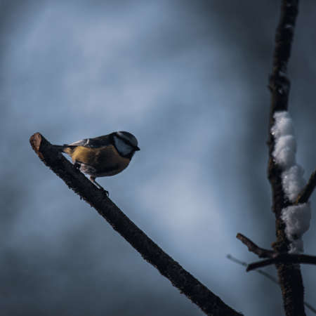 Blue tit sitting on a branch near forest in winterの写真素材