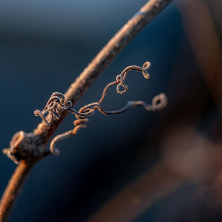 stem of wild grape plant covered with frost in cold Autumn morning sunrise light. Dark blue blurry backgroundの写真素材