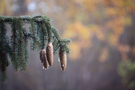 Spruce branch with  needles and a brown spruce cone. Autumn blurry backgroundの写真素材