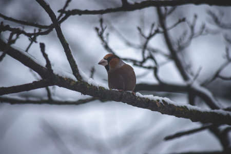 Hawfinch Coccothraustes coccothraustes. A songbird sits on a tree stick in the forest in winterの写真素材