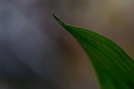 green leaf of room plant on bright background