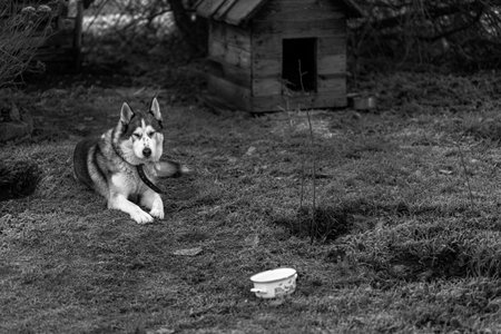 black and white husky laying in lawn near his house.の写真素材