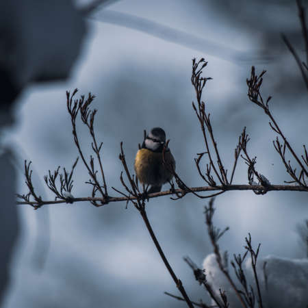 Great Tit, Parus major, black and yellow songbird sitting on the nice tree branch, Bird in natur. Songbird in the nature habitat. Cute blue and yellow songbird in winter sceneの写真素材