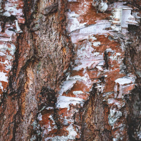 birch bark pattern, tree skin damagesの写真素材