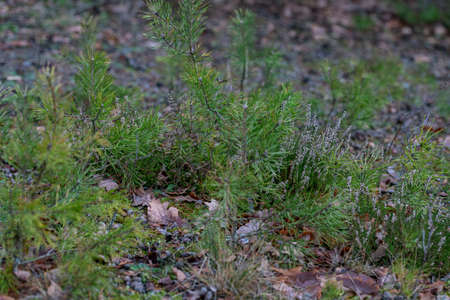 young pine trees on forest ground