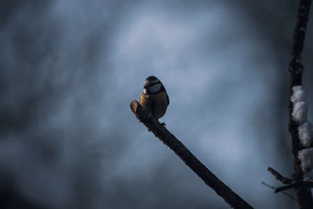 Beautiful nature scene with Eurasian blue tit (Cyanistes caeruleus)の写真素材