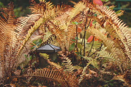 yellow dry fern in abandoned cemetery, concrete fence column with metal roofの写真素材