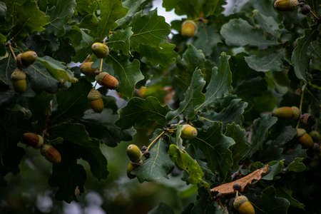 acorns. background green oak leaves and acorn on a branch. Close-up of an oak branch with green leaves and acorns in the in a forest. oak tree leaves and acorns. autumn backgroundの写真素材
