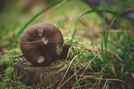 brown mushroom on tree stumpの写真素材