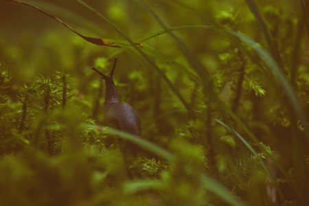 snail or slug in grass, vintage underwater versionの写真素材