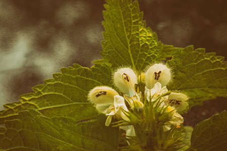 White Dead nettle - Lamium album. Flowers inside, showing the stamens, vintage lookの写真素材