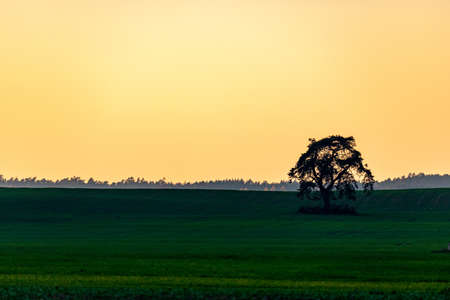 lonely oak tree in green meadow, forest far away, yellow skyの写真素材