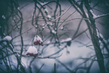 Winter frozen viburnum under the snow. Viburnum in the snow. Red berries. Wonderful winter. Hoarfrost, vintage lookの写真素材