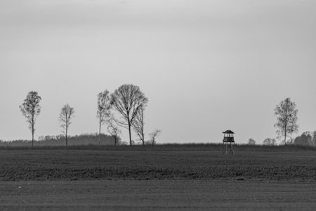 bare leafless deciduous trees in agricultural field. Hunting tower. black and white monochrome. November eveningの写真素材