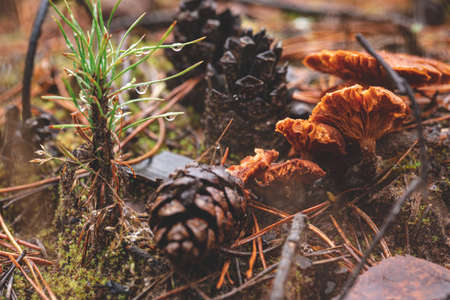old brown rotting mushrooms, pine cones and small tiny pine tree on forest groundの写真素材