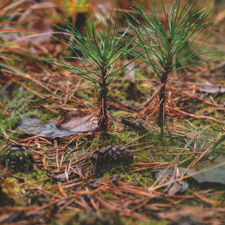tiny small pine trees just started to grow in forestの写真素材