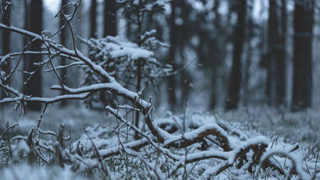 snow covered crooked pine branch on forest ground, first snow in Latviaの写真素材