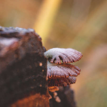 uncommon colour Schizophyllum commune fungus on wood merulius communisの写真素材