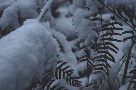 snow covered dry yellow fernの写真素材
