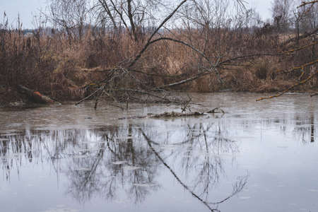 pond in intact forest in Latvia, yellow dry reeds, bare trees with relflection in calm waterの写真素材