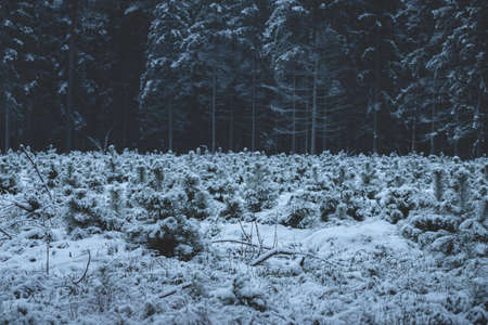 young pine trees in front of bik pine forest, snow covered. First snow in November 28, Latviaの写真素材
